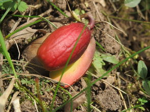 柑橘苗種植技術要點有哪些(柑橘栽苗的技術要點)