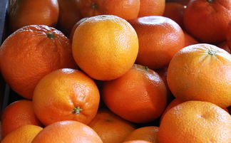 成粑粑柑哪里最多？揭秘中國主產區分布與優質產地地圖