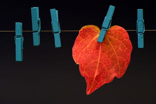 沃柑皮為什么有紅色（沃柑皮上發亮是因為什么）