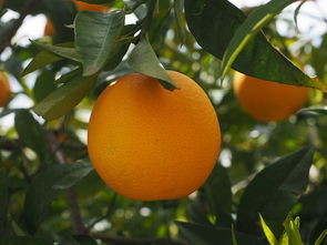 柑橘夏季嫁接技術有哪些（夏季嫁接柑橘樹視頻）