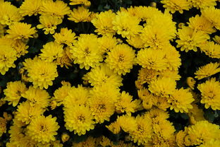 立春柑橘種植技術（立春柑橘種植技術與管理）