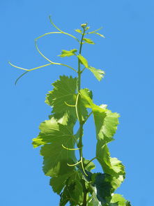 柑橘果樹種植技術要點總結圖（柑橘栽培過程種關鍵技術 有哪些?）