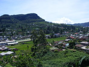 忠縣地區柑橘種植技術（忠縣柑橘基地）