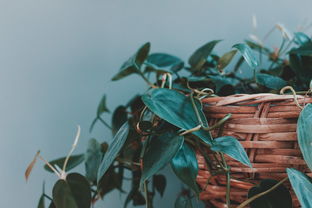 蜜桔種植技術注意事項（蜜桔種植技術注意事項和要求）
