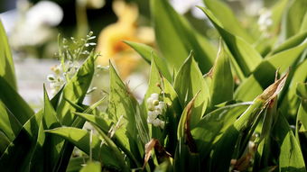 元氣清新！柑橘味citrus壁紙ipad專屬治愈系高清活力橙香背景圖合集