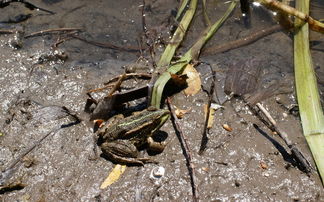 柑橘黃龍病癥狀視頻詳解：葉片黃化斑駁與果實畸變識別指南