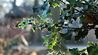 東洋光柑橘樹優缺點有哪些？全面解析品種特性與種植建議