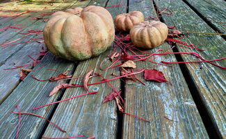 沃柑枝條下垂怎么回事?常見原因與防治措施詳解