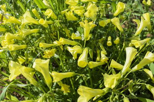 柑橘枝條及特性(柑橘的生長環境及特點)