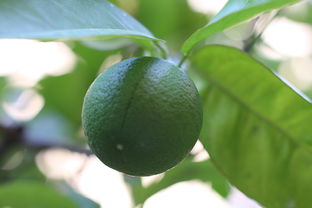 柑橘樹長什么樣？枝葉花果形態(tài)特征與生長習(xí)性全解析