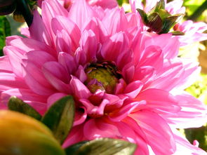 柑橘育苗時間選擇及最佳播種季節指南