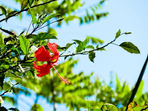 柑橘樹citrusonly：純天然果園的專屬培育之道