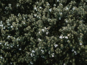 柑橘樹如何修剪樹枝:掌握正確修剪步驟與季節技巧