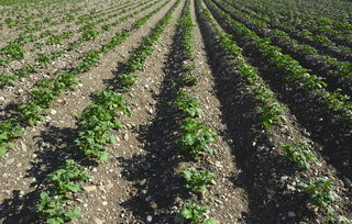 柑橘品種一覽表大全:全球常見品種分類解析與種植指南