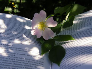 2024新香柑橘玫瑰：春日限定雙生香調(diào)，邂逅靈感繆斯的浪漫邂逅