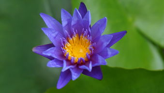 柑橘苗哪里有賣？全國優(yōu)質(zhì)種苗供應(yīng)基地推薦