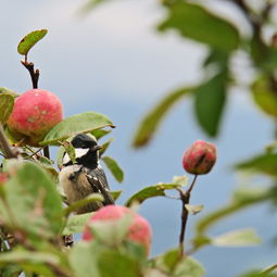 柑橘枝條軟下垂什么原因造成？解析病害、缺素與凍害三大主因