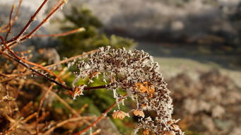 柑橘枯枝剪去還繼續枯萎：病原傳播路徑與復發性枯萎防治對策