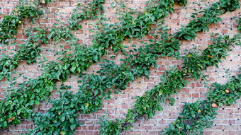 柑橘樹修剪技術圖解豆丁網：手把手教學與操作要點詳解