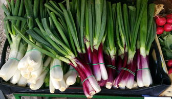 2022年1月28日全國柑橘市場行情深度解析:價格波動與產(chǎn)區(qū)動態(tài)觀察