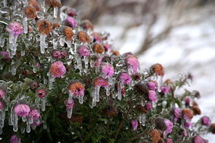 柑橘苗嫁接教程視頻:手把手教你零失敗嫁接技巧與詳細步驟解析