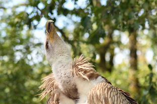 丹棱柑橘售賣行情最新動態(tài)與市場趨勢深度解析