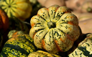 脆蜜金柑樹苗直播間火熱開播!限時福利+種植技巧全解析,新手必看