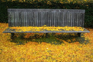 柑橘苗出售視頻：優質品種推薦與種植養護技巧實拍講解