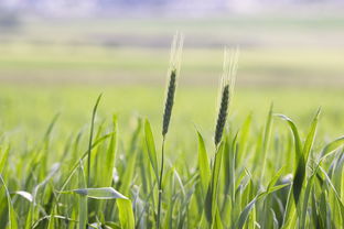 柑橘苗木脫毒研究進展報告：技術(shù)創(chuàng)新與產(chǎn)業(yè)應(yīng)用實踐分析