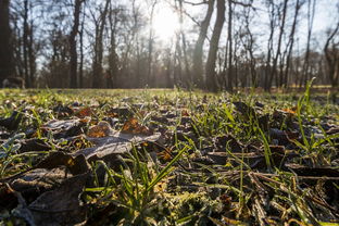 東洋光柑橘抗霜凍嗎？揭秘其抗寒能力與冬季防護(hù)技巧