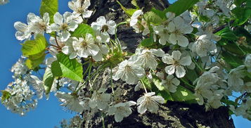柑橘扦插時間選擇與春季高效繁殖技術要點解析