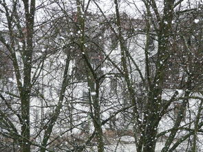 柑橘樹冬天帶土可以移栽嗎？冬季移栽的注意事項與技巧解析