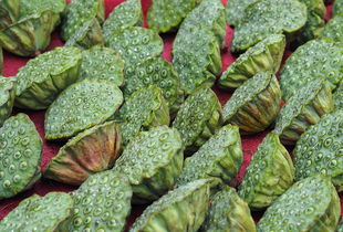 早熟柑橘苗品種大全：優質推薦與高效栽培指南