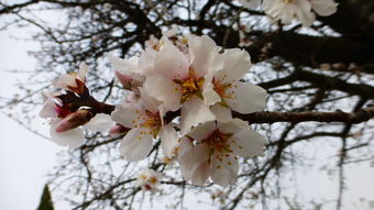 柑橘樹春季視頻：花開時(shí)節(jié)的養(yǎng)護(hù)技巧全程實(shí)錄