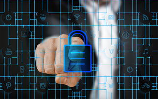 柑桔苗床用什么原木比較好?科學選材與養護技巧解析