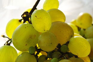 西南光柑橘與麗紅柑橘果實大小對比評測：哪個果大更勝一籌？