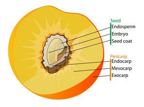 高效柑橘樹田間管理技術的關鍵要點解析與實踐指南