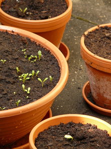 柑橘小樹苗用什么肥好？科學施肥指南助幼苗茁壯成長