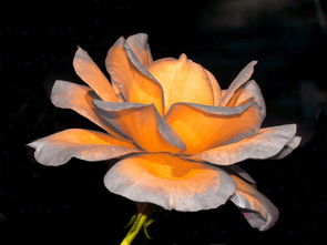 愛媛38號柑桔樹苗生長速度影響因素及栽培技巧解析