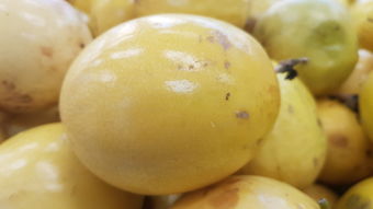 丑美人柑橘新品種種植前景探析：特色果業(yè)發(fā)展與農(nóng)戶增收新路徑