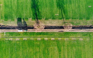 柑橘樹苗施什么肥料多結果？科學施肥技巧與高產肥料選擇指南