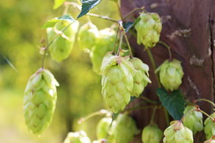 金桔藥效什么（金桔有什么藥用功效）