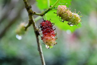 脆蜜金桔種植技術(shù)全年管理關(guān)系（脆蜜金桔價錢多少一斤）