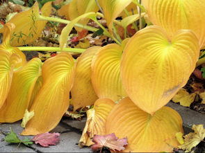 佛手柑葉子變黃怎么回事?常見原因與解決方法解析