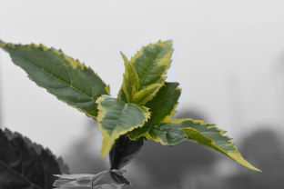 眉山仁壽青見柑橘苗：優質產地直供，綠色生態種植首選