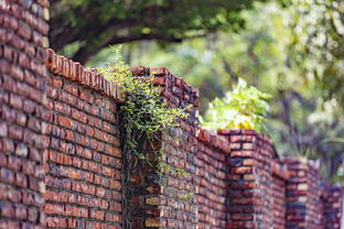 眉山仁壽青見柑橘苗：優質產地直供，綠色生態種植首選