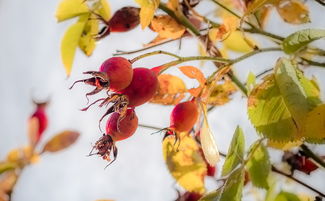 探秘野生佛手柑什么地方產最好：全球最佳產地推薦解析