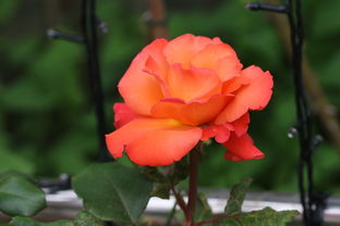 四川柑桔10斤特大果有多少個(gè)?新鮮現(xiàn)摘產(chǎn)地直發(fā)包郵到家,實(shí)際個(gè)數(shù)揭秘!