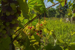 【四川春見(jiàn)柑橘4.5斤大果新鮮現(xiàn)摘爆汁甜嫩當(dāng)季水果限時(shí)特惠順豐包郵】