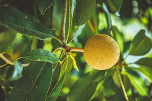 嬌萊雅后生元柑橘果飲效果如何？真實用戶反饋與功效解析大揭秘